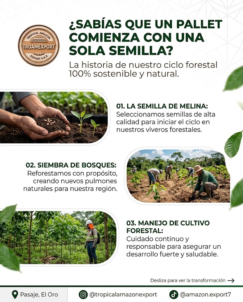 Lámina informativa 1: Del vivero al bosque